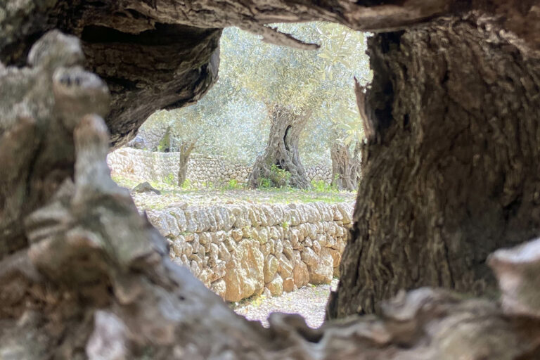 Tramuntana universal 03