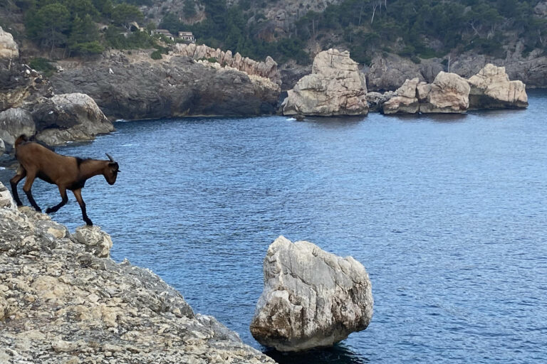 Tramuntana universal 04