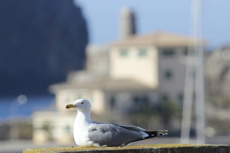 Tramuntana-a-tu-medida-09